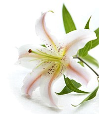 Witte tijgerlelie