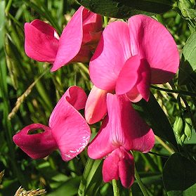 Lathyrus Tuberosus Fuchsiakleurige bloem