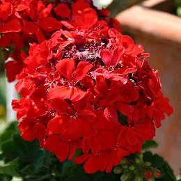 Spreken is zilver, maar eigen geranium is goud waard Rode geranium