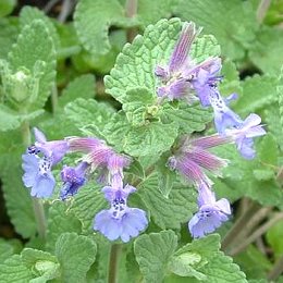 Kattekruid Nepeta