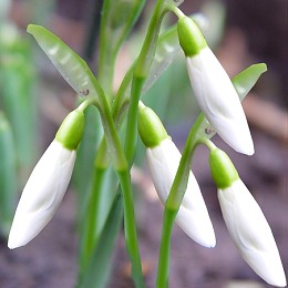 Sneeuwklokje