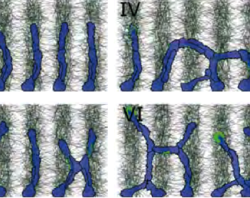 A set of simulations of wildtype and fused intersegmental vessels