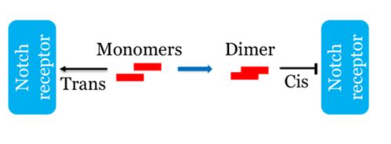 A diagram of the hypothesized Notch-signaling model with ligand dimerization
