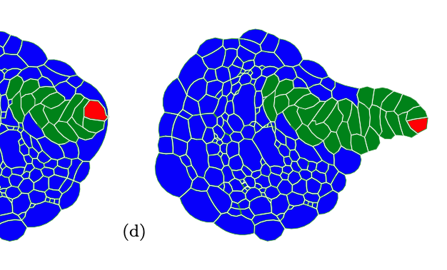 Nice example of what is possible with the new version of VirtualLeaf