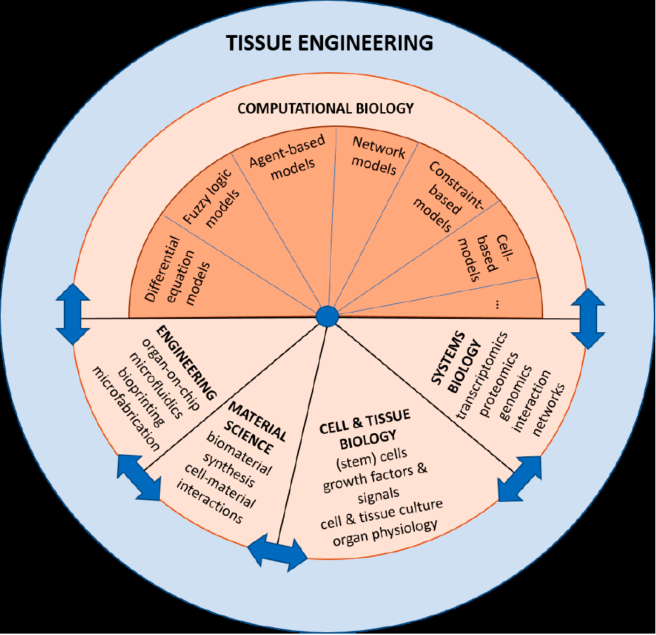 A circular diagram illustrating the many uses of computational biology in tissue engineering and the interactions of computation with experiment in this field
