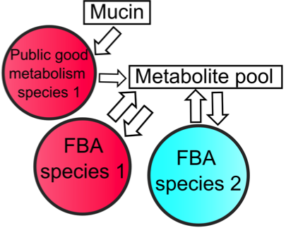 A graphical description of the key interactions within the model between bacteria, mucin and the extracellular metabolites