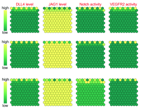 Simulations of tip/stalk cell formation with DLL4-JAG1 heterodimerization.