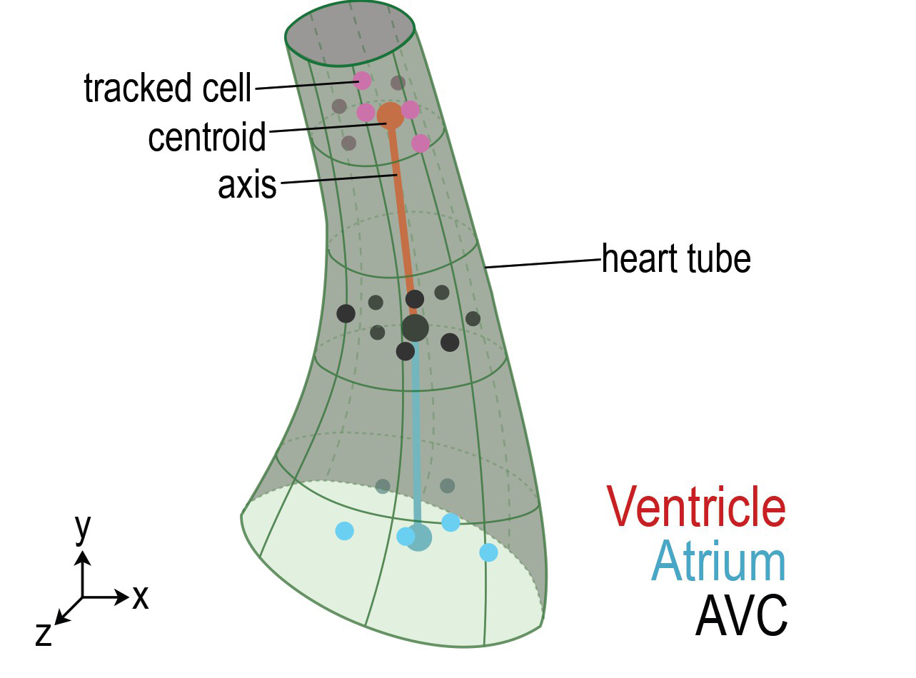 illustration of the data analysis of a twisting heart tube